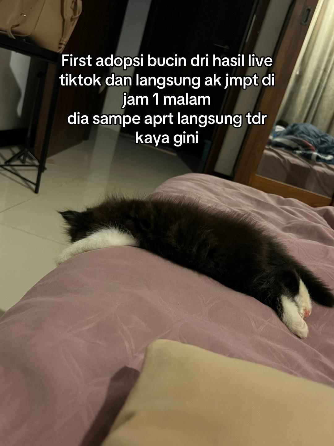 @Bucin cat