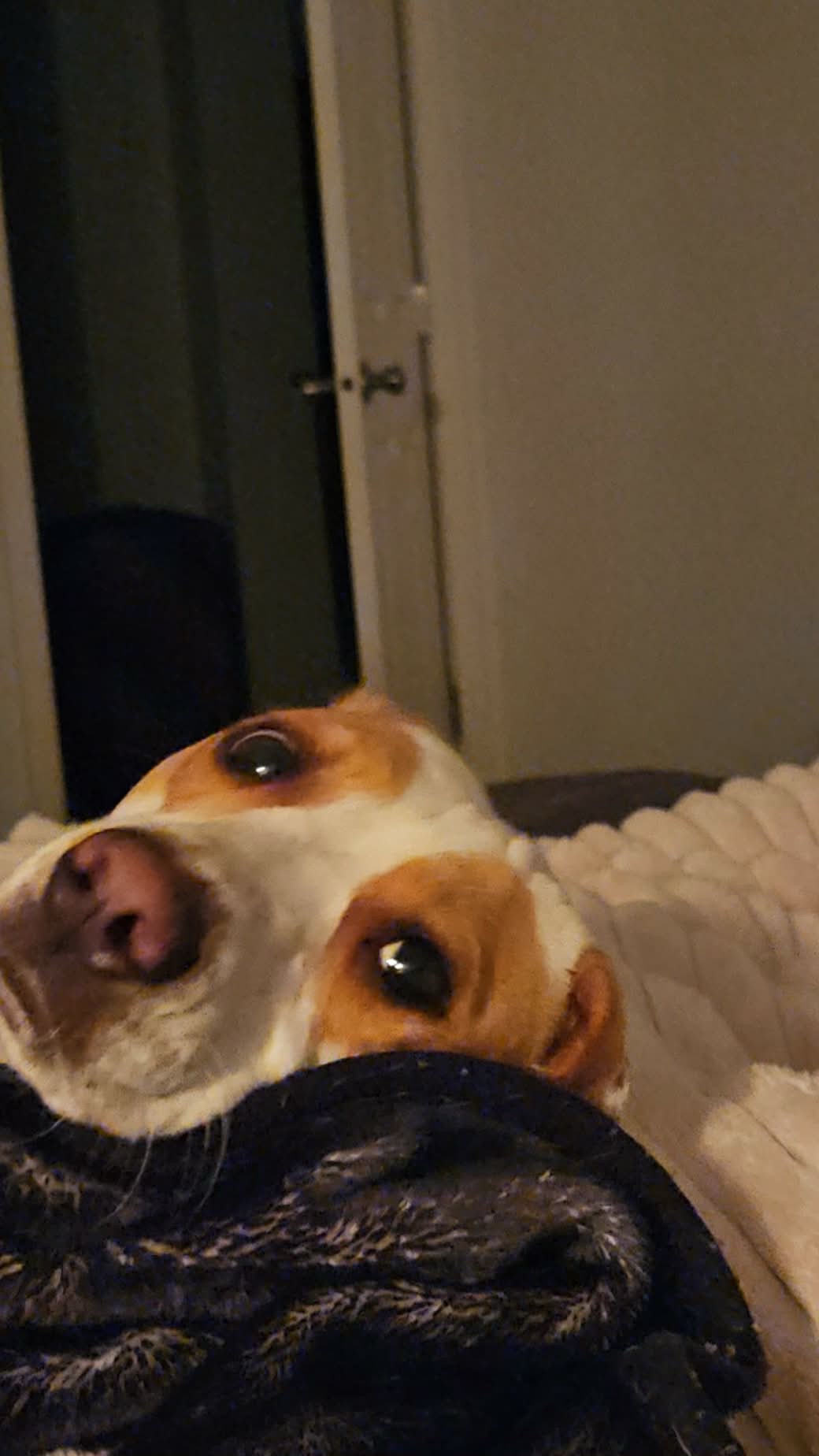 @Sproutie 🐶