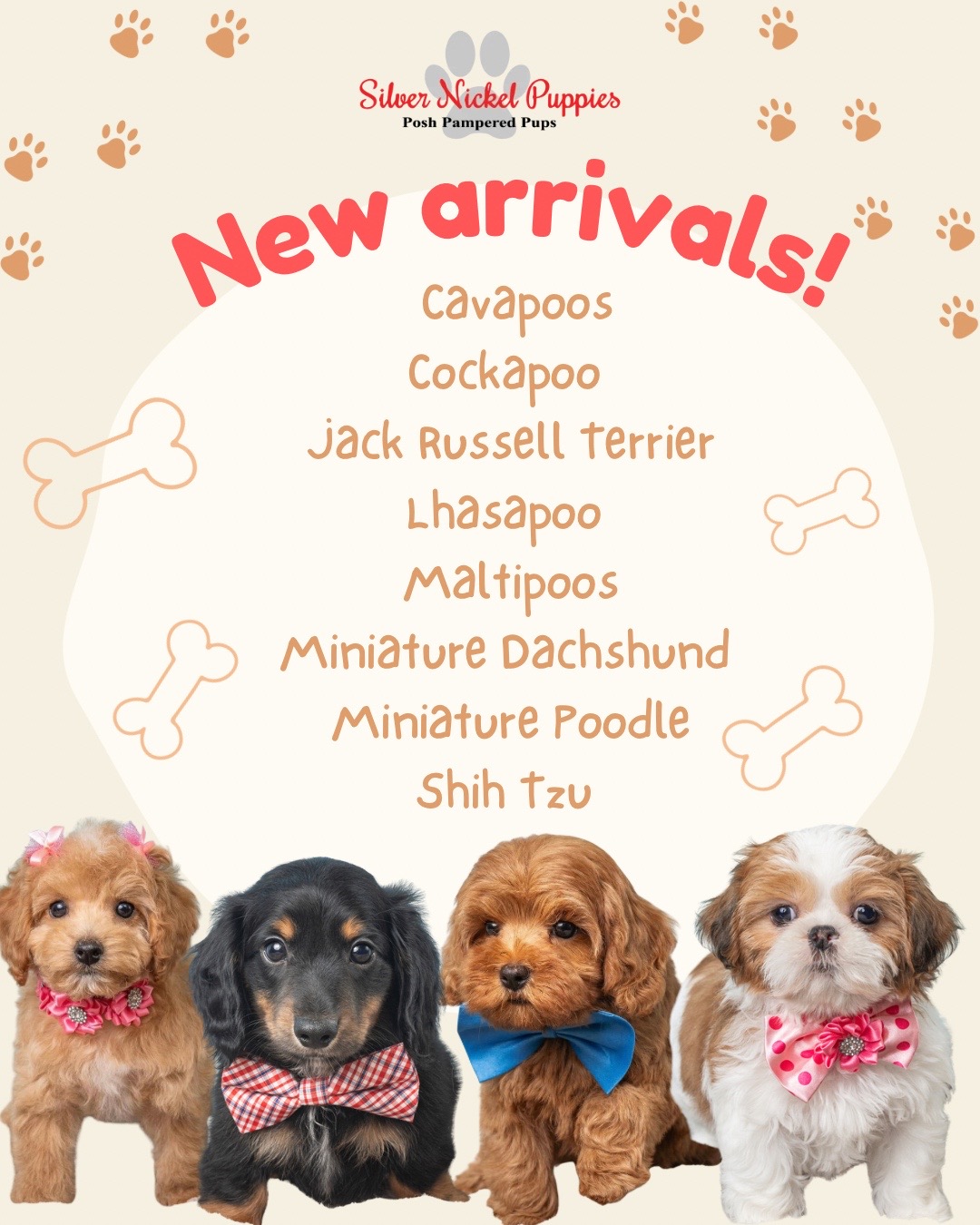 @Silver Nickel Puppies