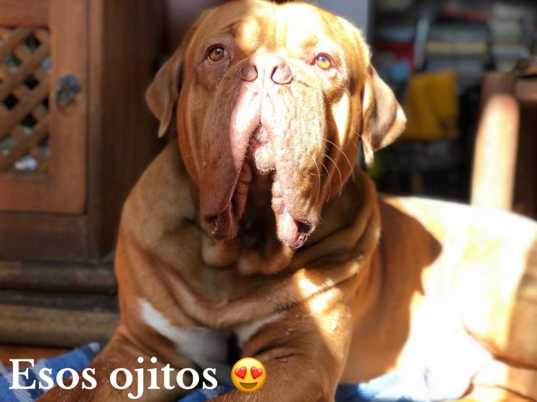 @Gaston el cachorro