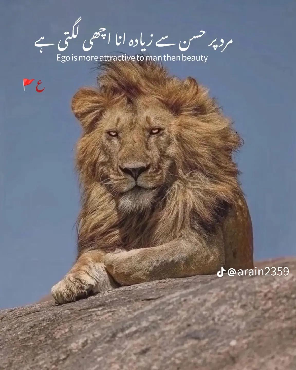 @Zubair Sial