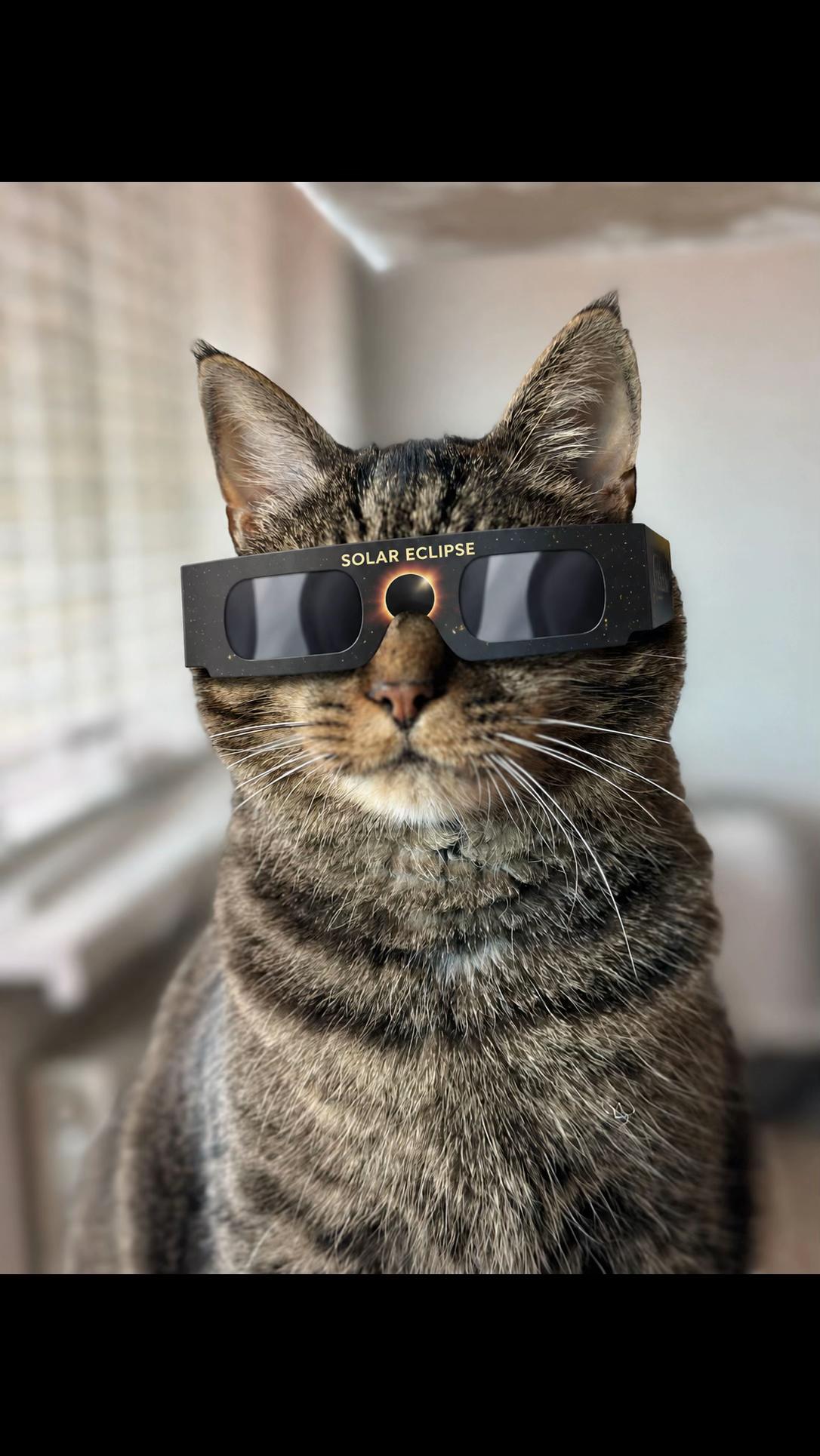 @Joep_the_ rescuecat