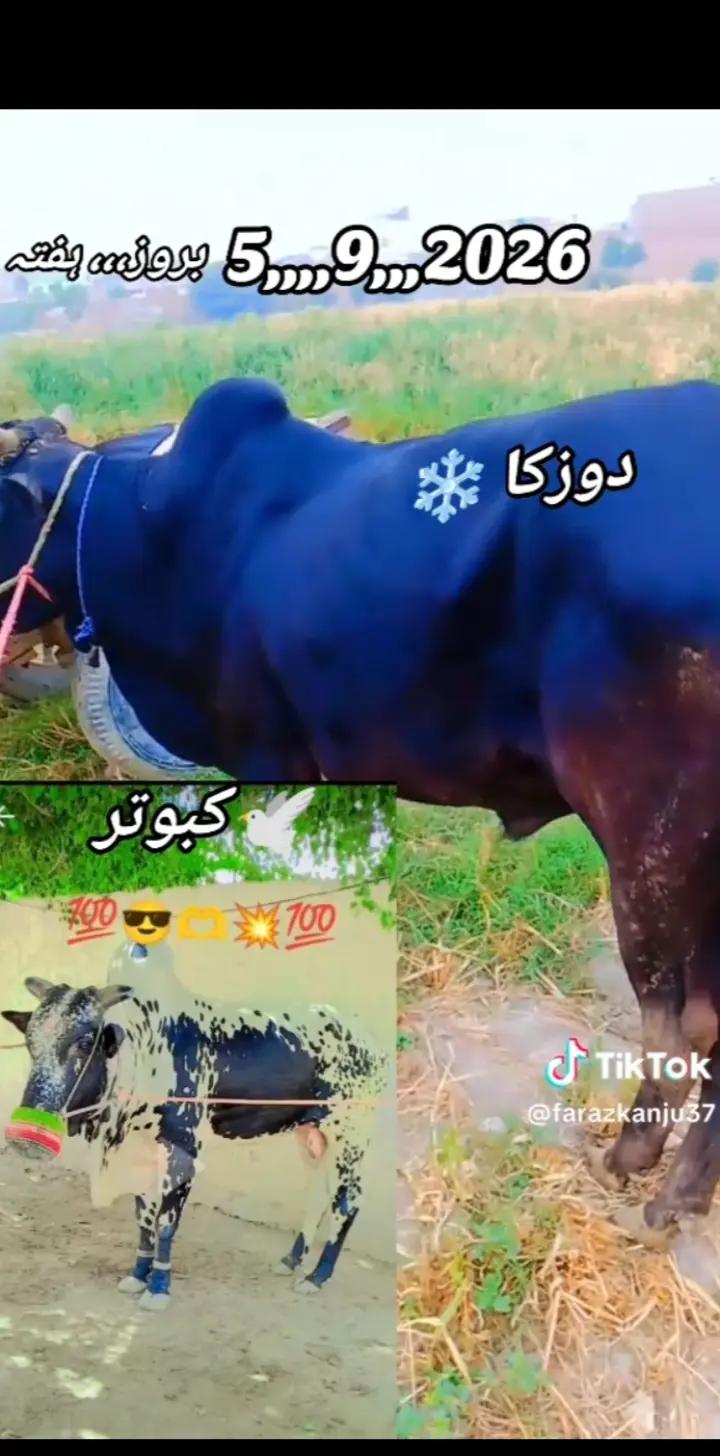 @salmanblouch525