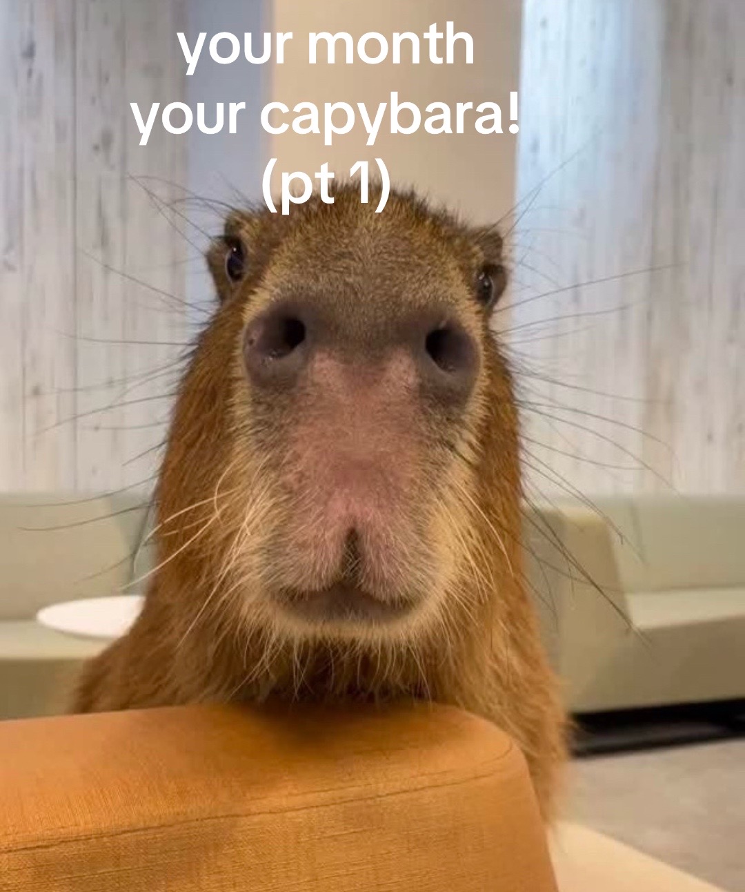@chilllcapy
