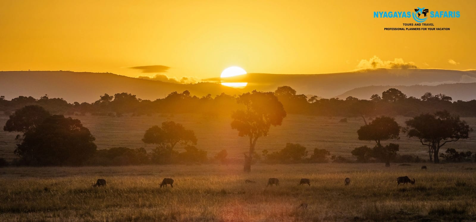 @Nyagayas Safaris 🤝