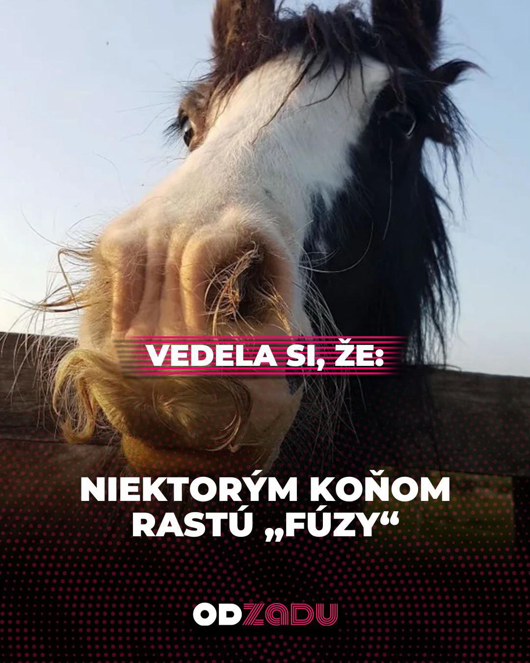 @Odzadu.sk