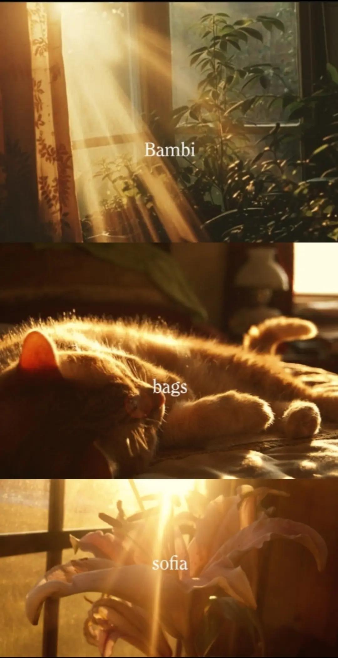 @𝒗𝒂𝒏𝒊𝒍𝒍𝒂&bull;𝒄𝒖𝒑𝒄𝒂𝒌𝒆