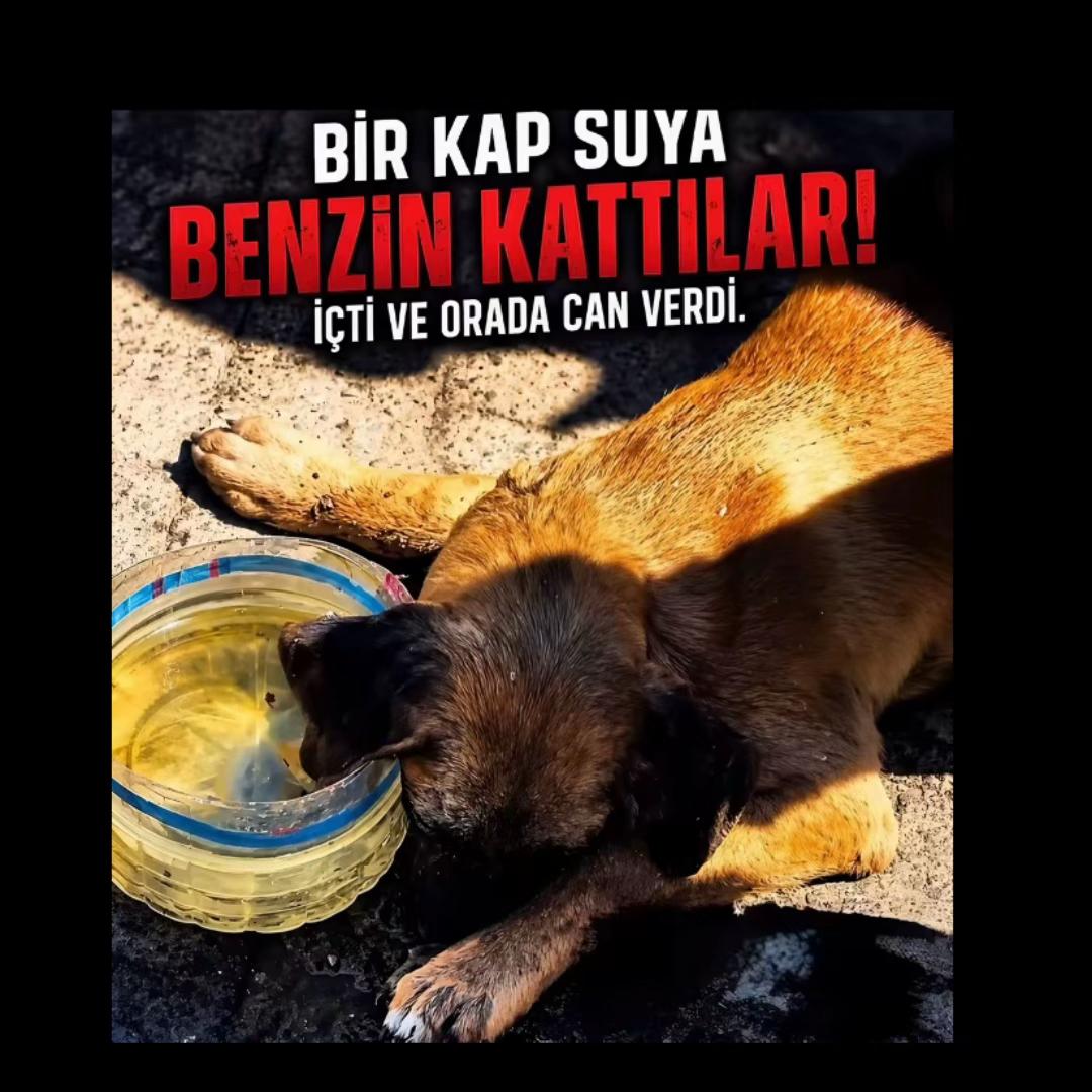 @Buse.sarı7
