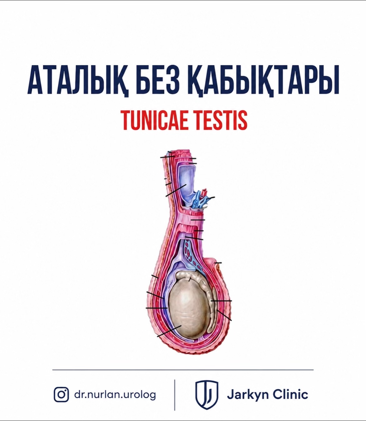 @jarkyn.clinic
