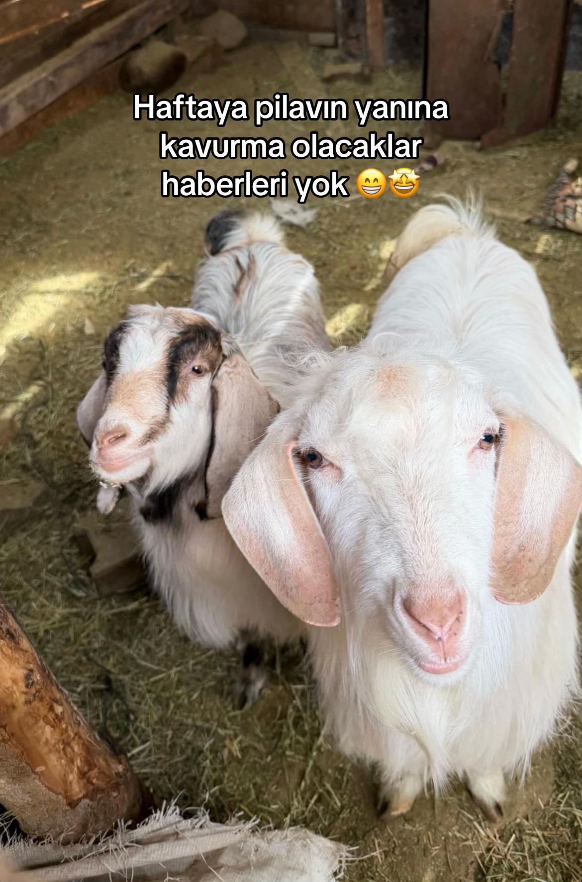 @__barangnk