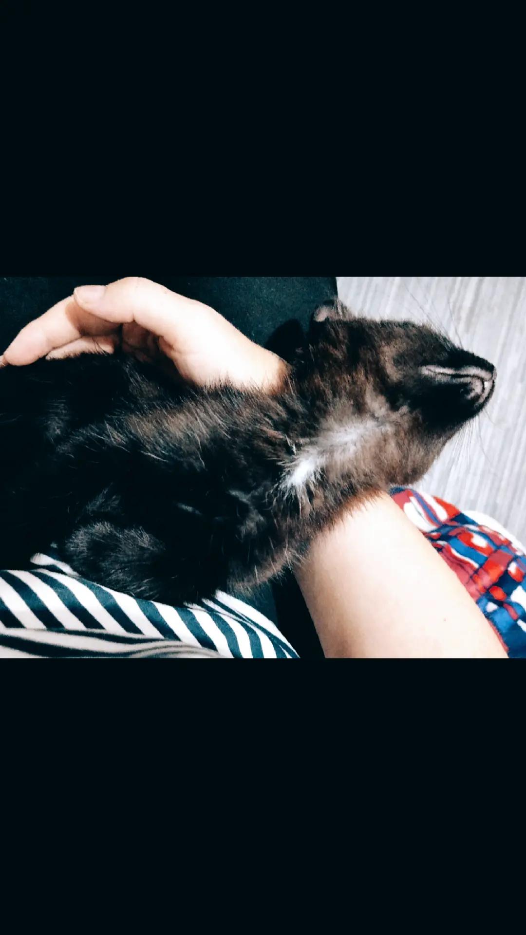 @MicroCat🐈⬛Kaya🐈⬛🩷💎
