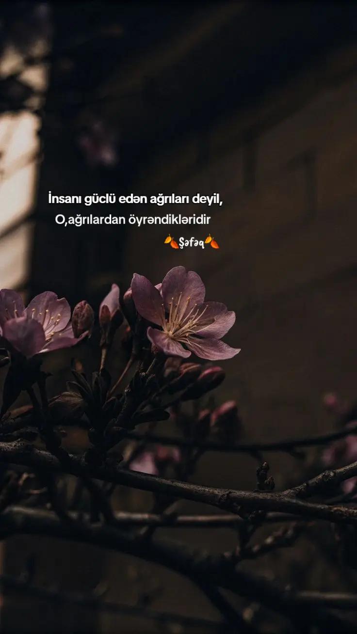 @🍂ŞƏFƏQ🍂