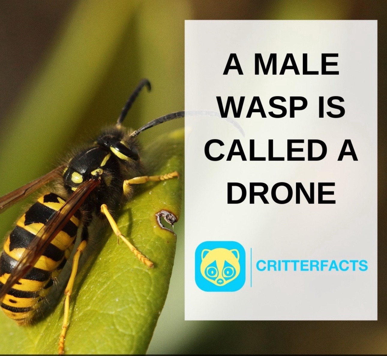 @CritterFacts