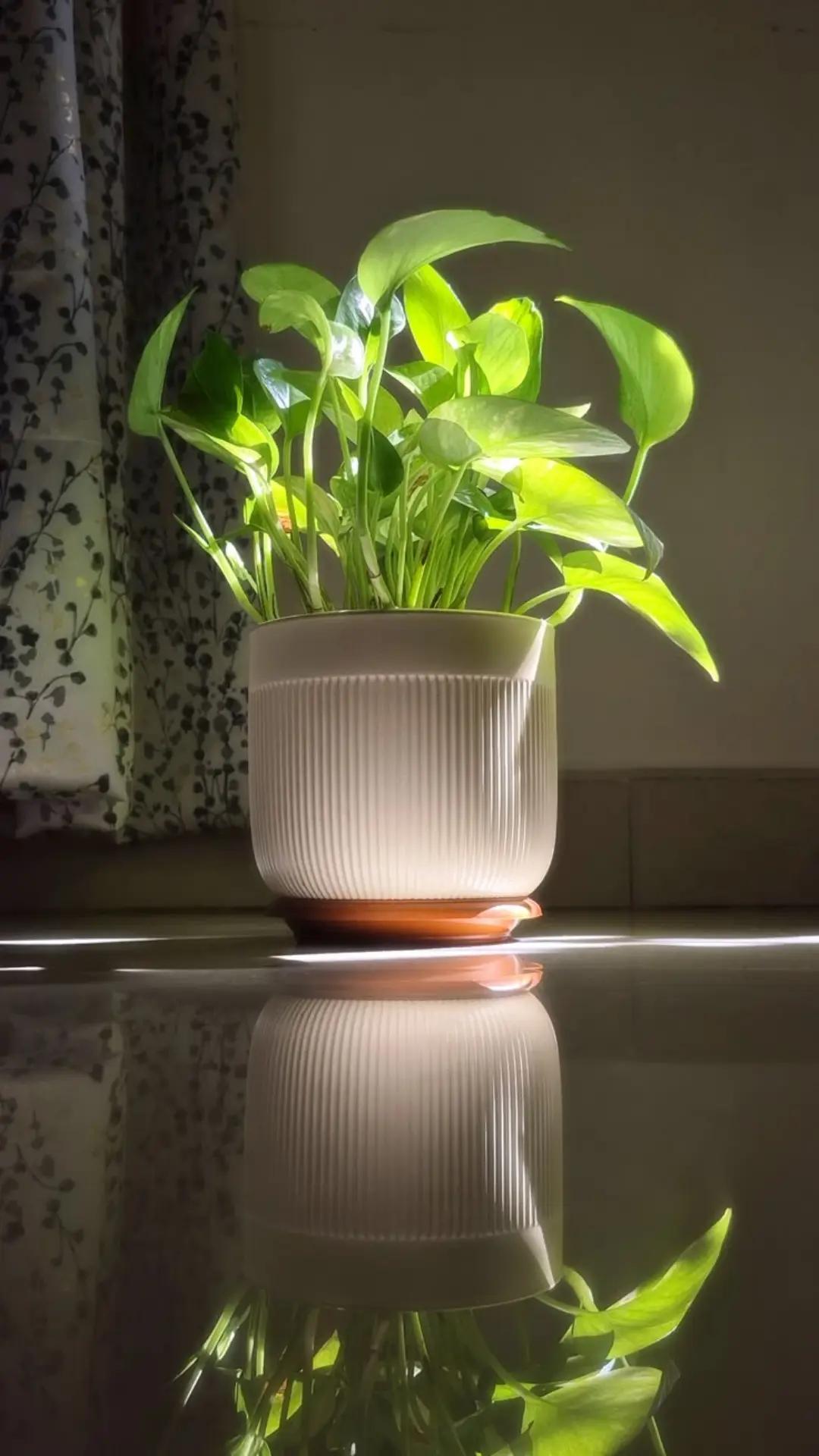 @የጓሮ ማሕበረሰብ-GARDENING COMMUNITY