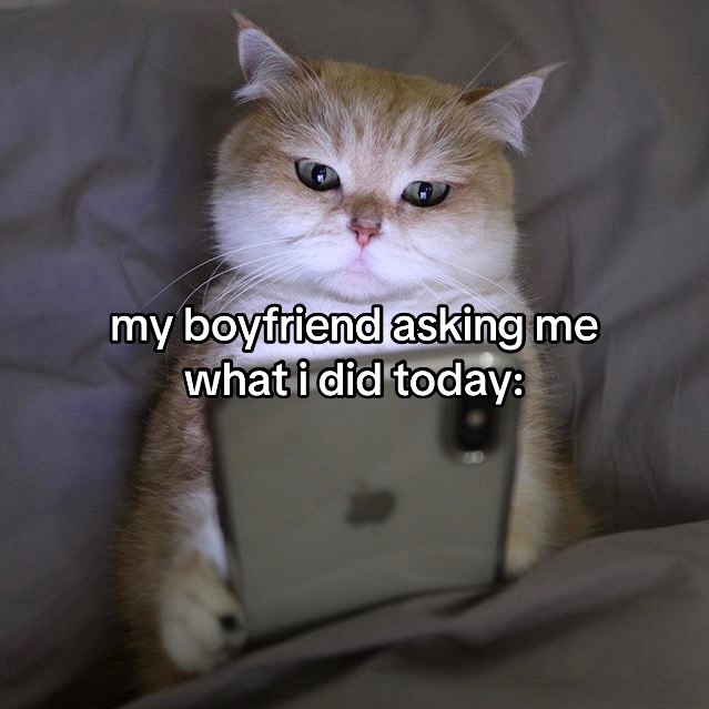 @Cat Memes