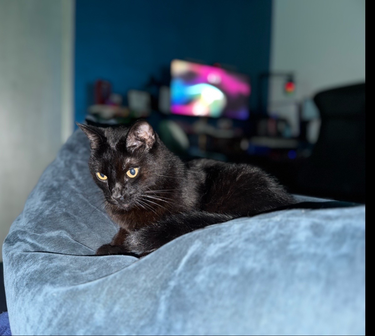 @mischievousmoblincat