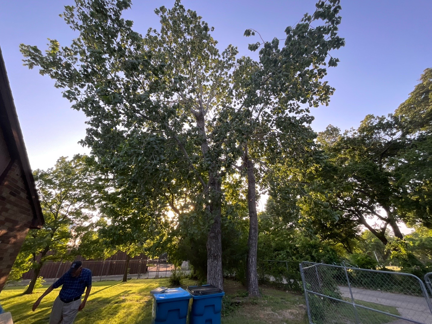 @Live Oak Tree Service