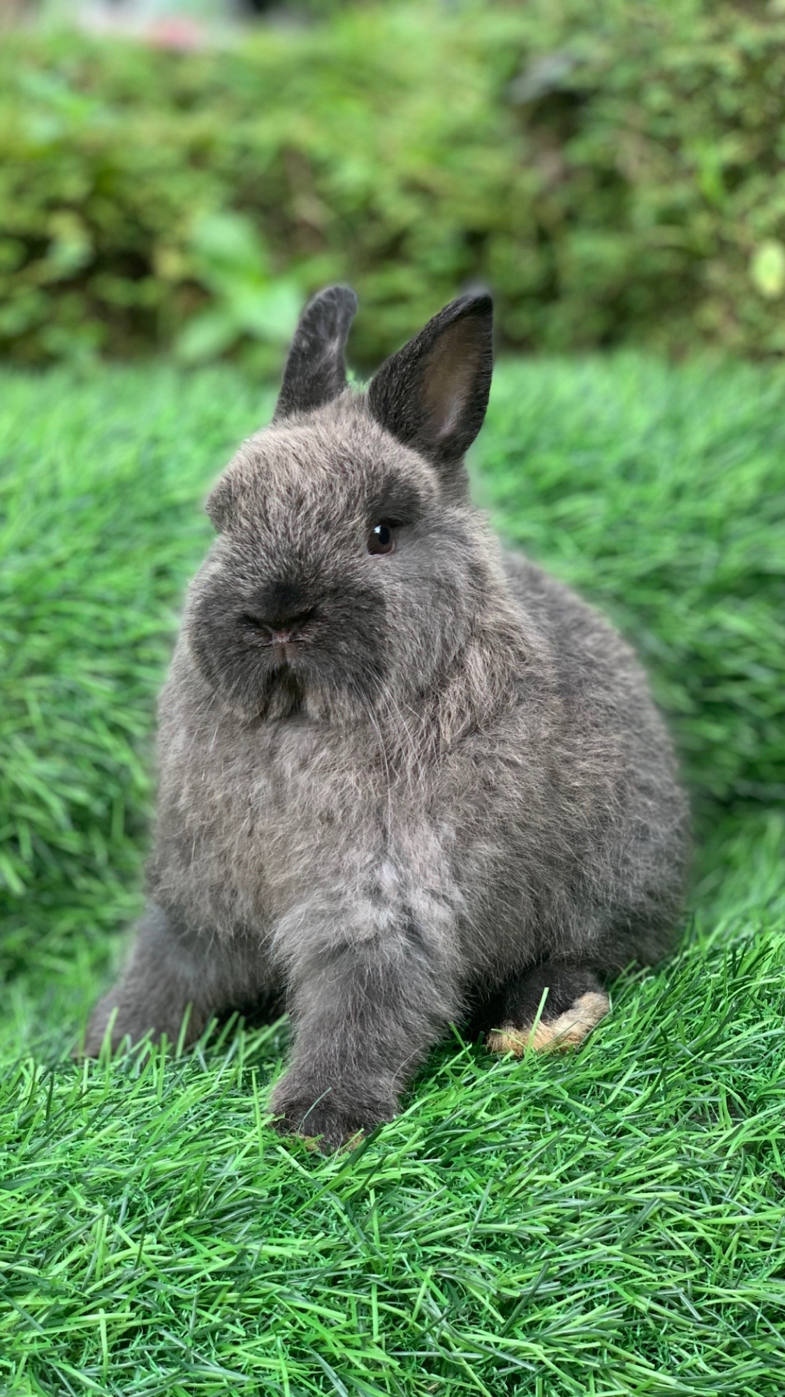 @chedyrabbit.jkt
