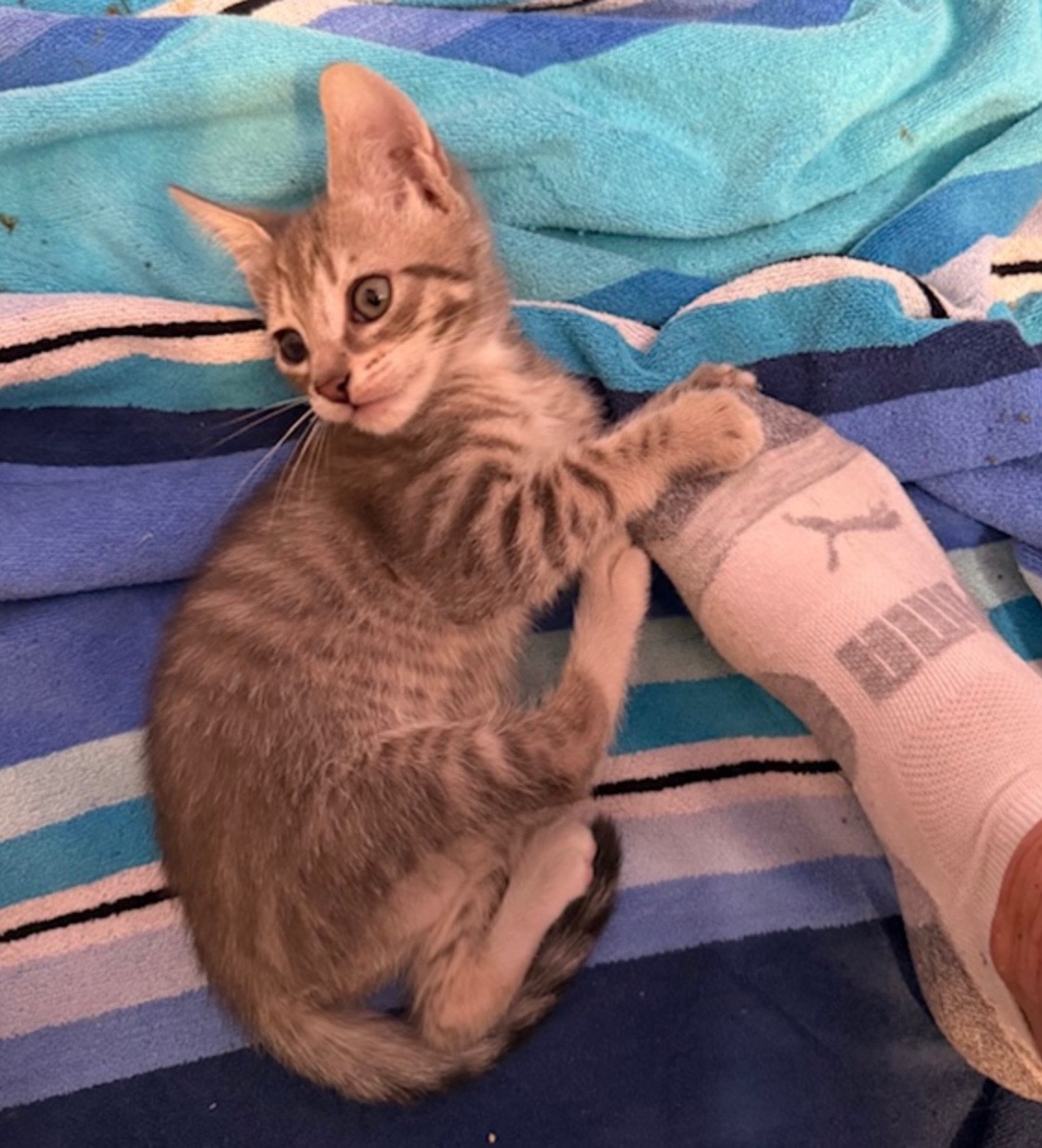 @Fancy Cats Rescue Team