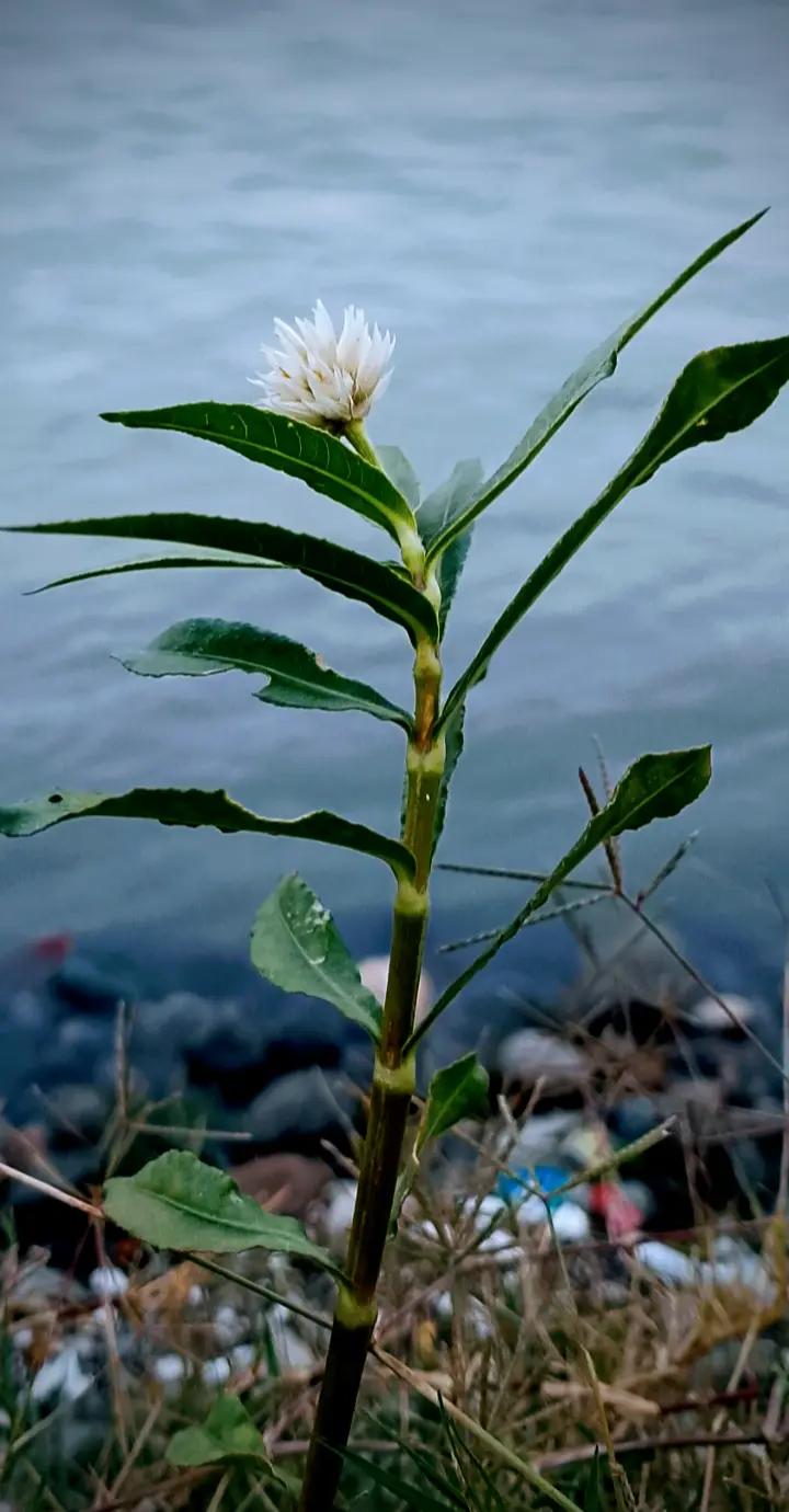 @|:تقویم شاہ:|