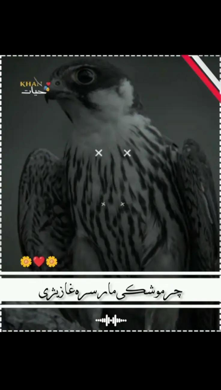 @٭TiGaR•—• 302٭