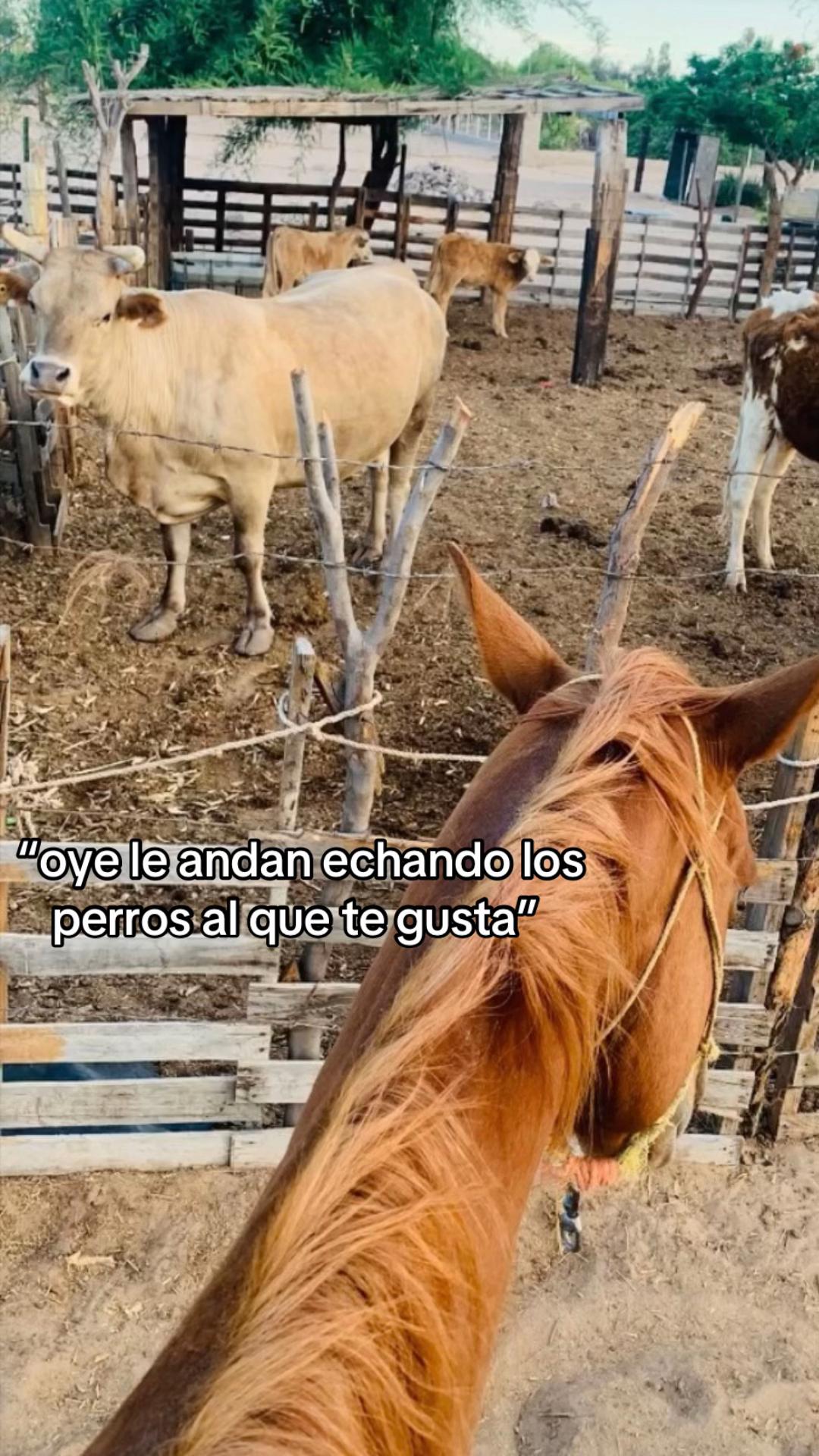 @fanny