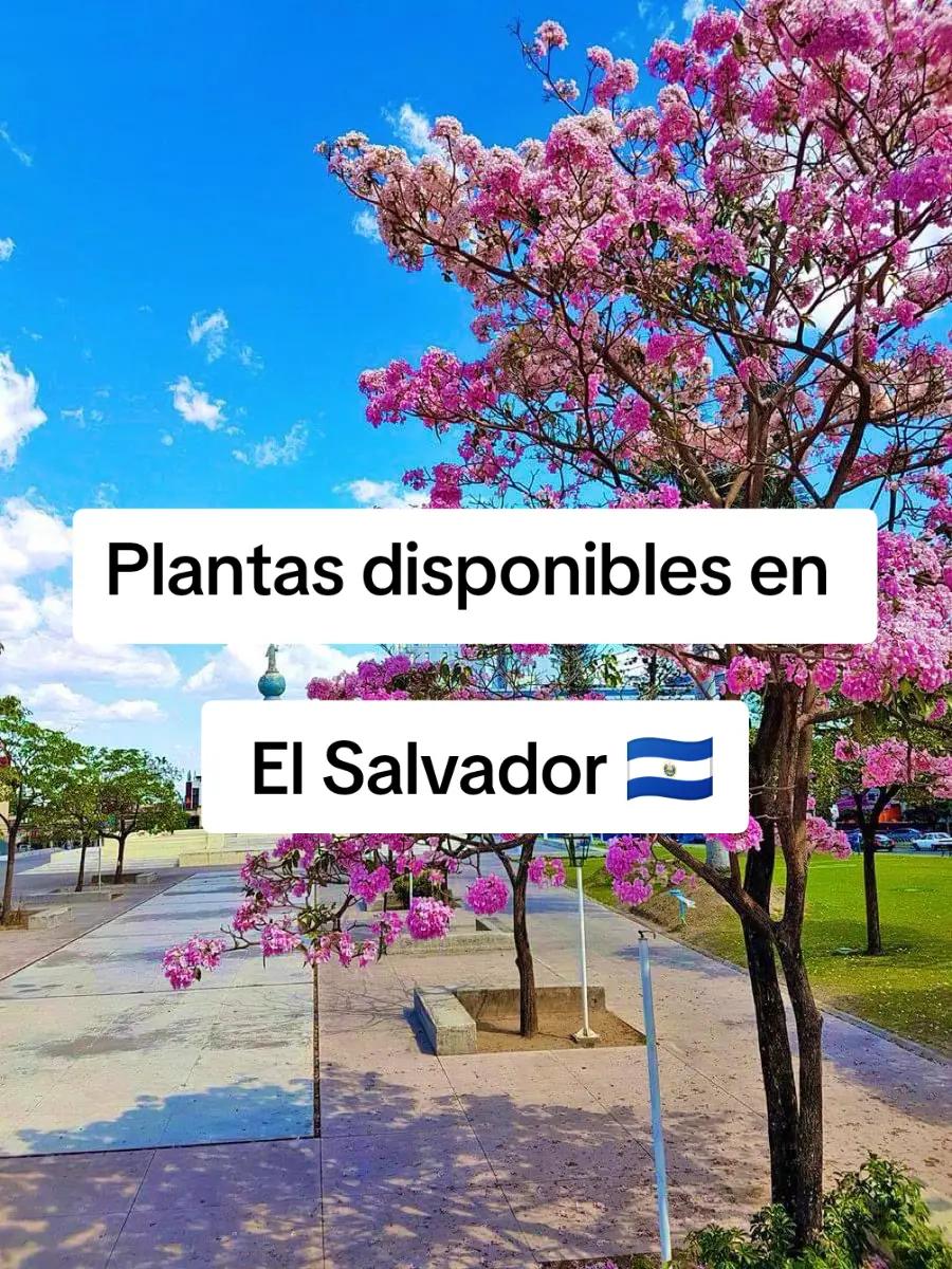 @Gu&iacute;a verde