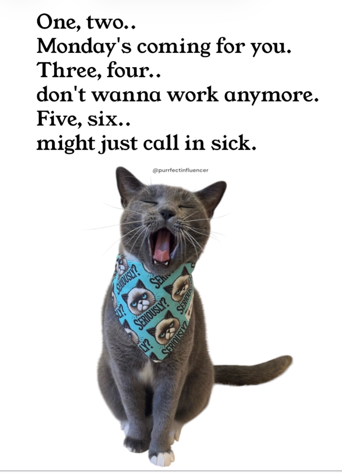 @purrfectinfluencer
