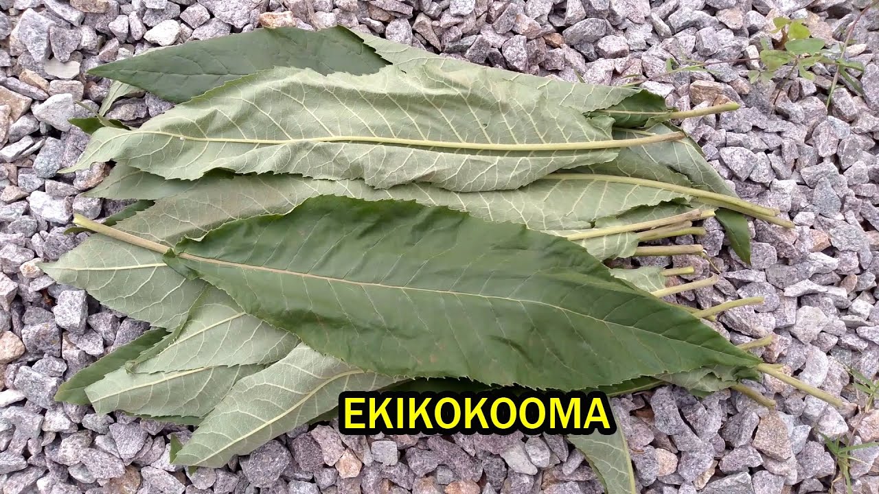 @MALE MABIRIZI