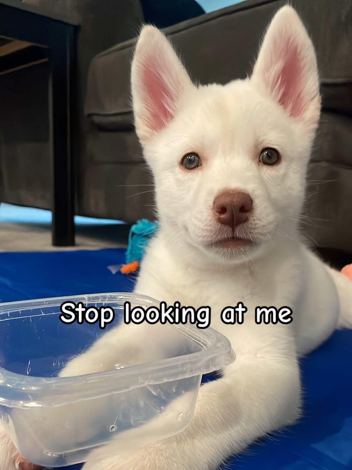 @Erza The Husky