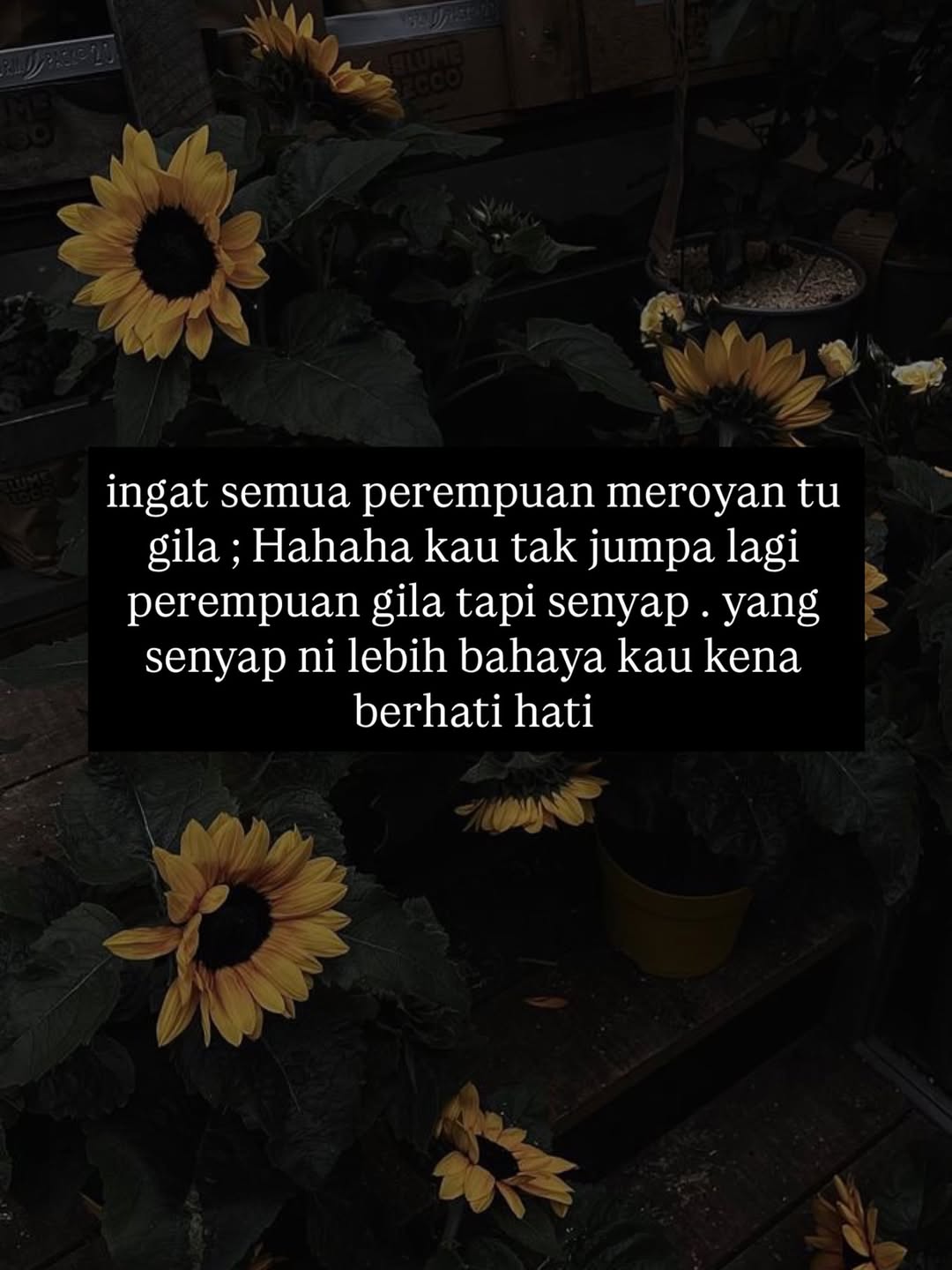 @𝒔𝒉𝒆 𝒓𝒐𝒔𝒆