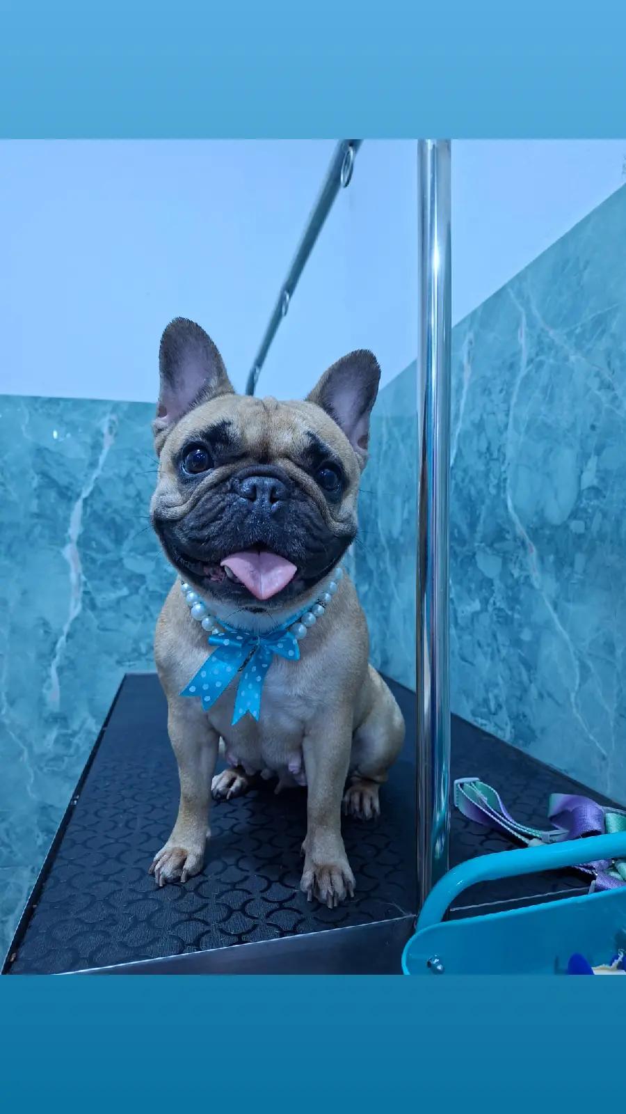 @Aura Canina (Spa & Grooming)