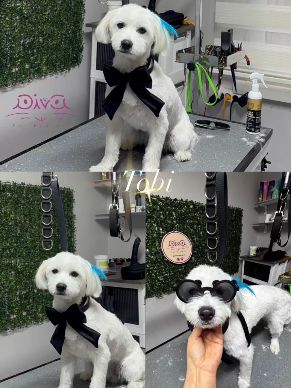 @Diva Pet Kuaf&ouml;r Ankara
