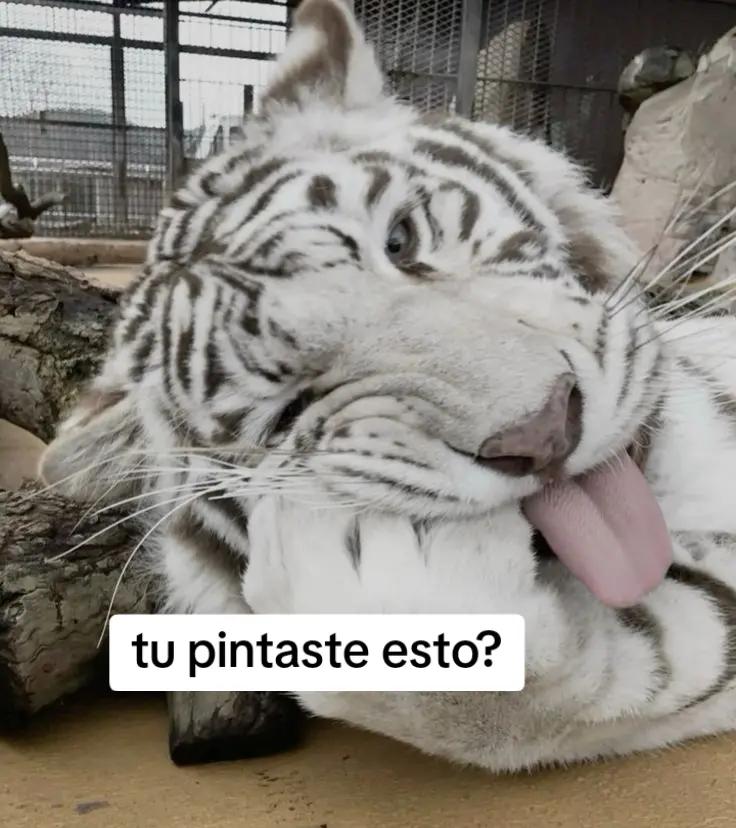@✨; GatoVampiro