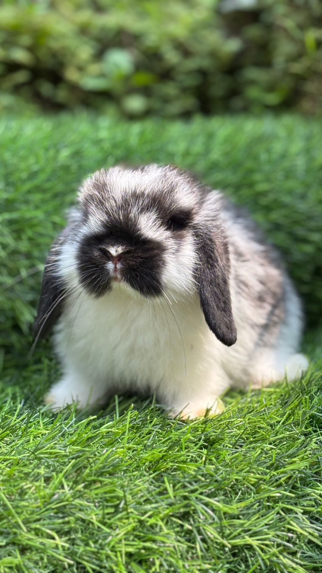 @chedyrabbit.jkt