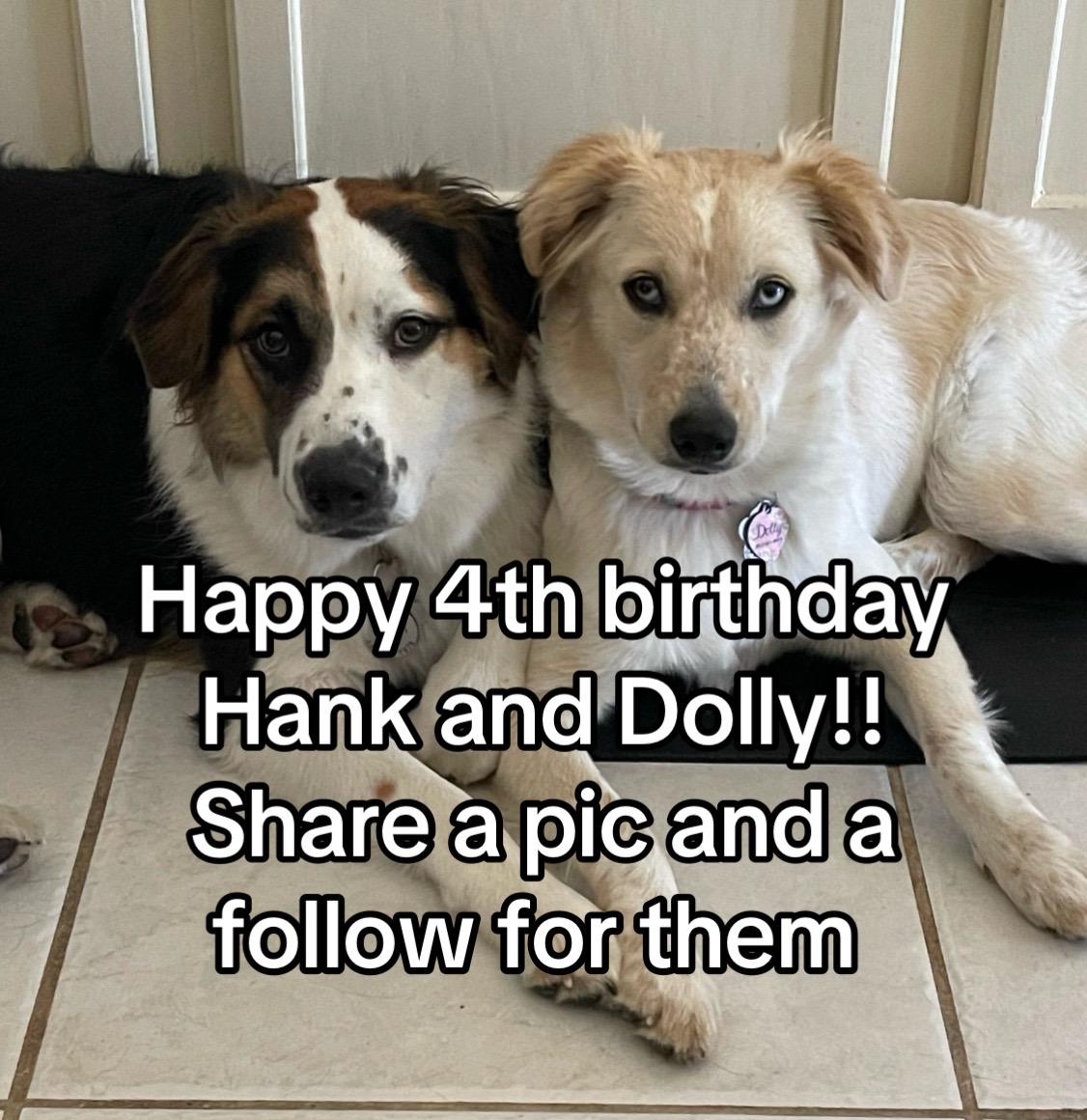 @hankanddollyrescuedogs