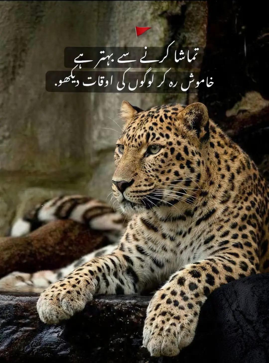 @🇨🇦꧁علی انصاری꧂ 👑