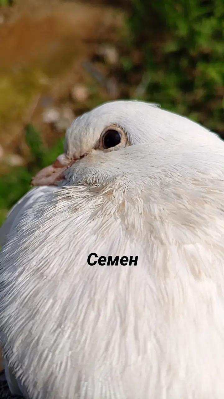 @анальный дебошир