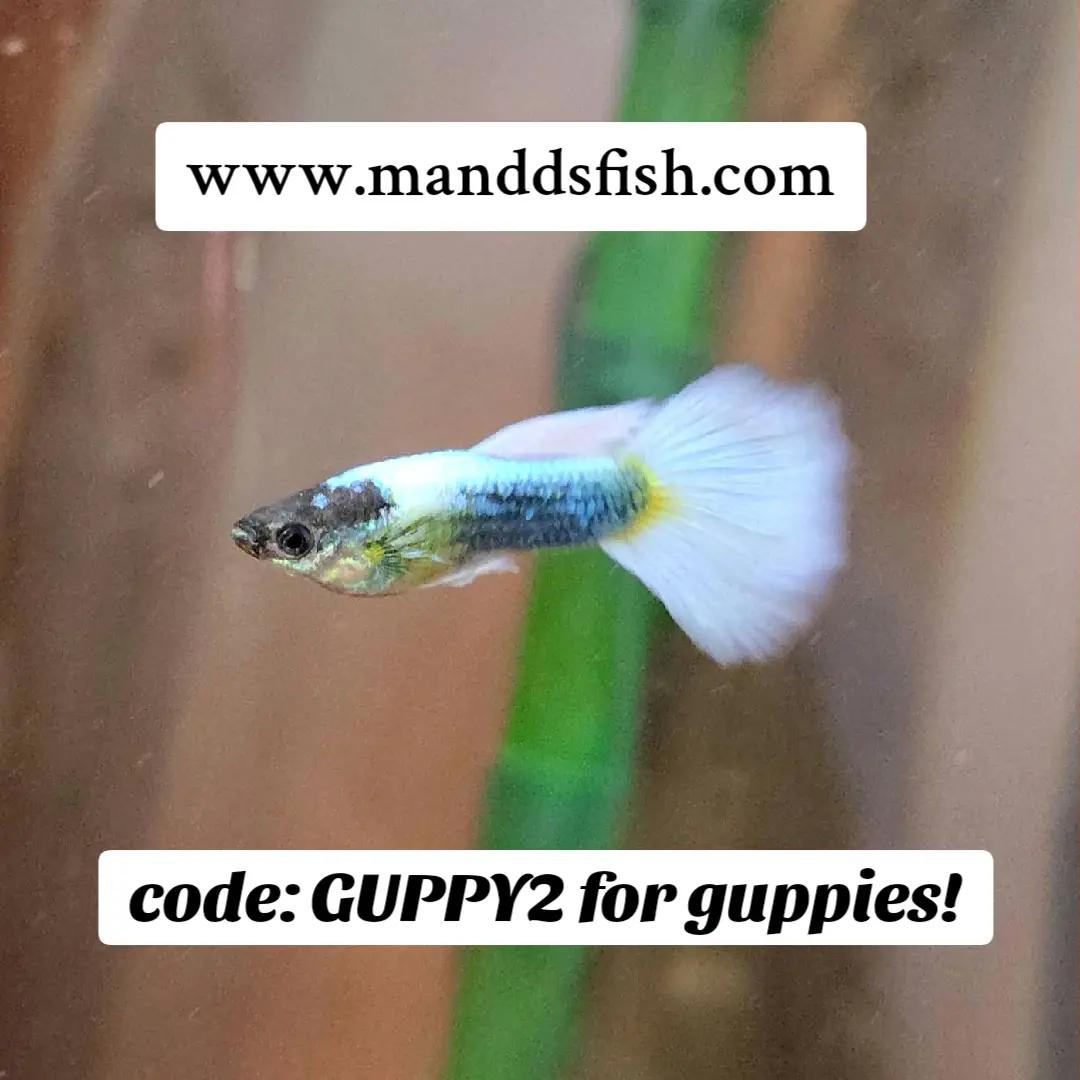 @🐠 M & D's Fish 🐠