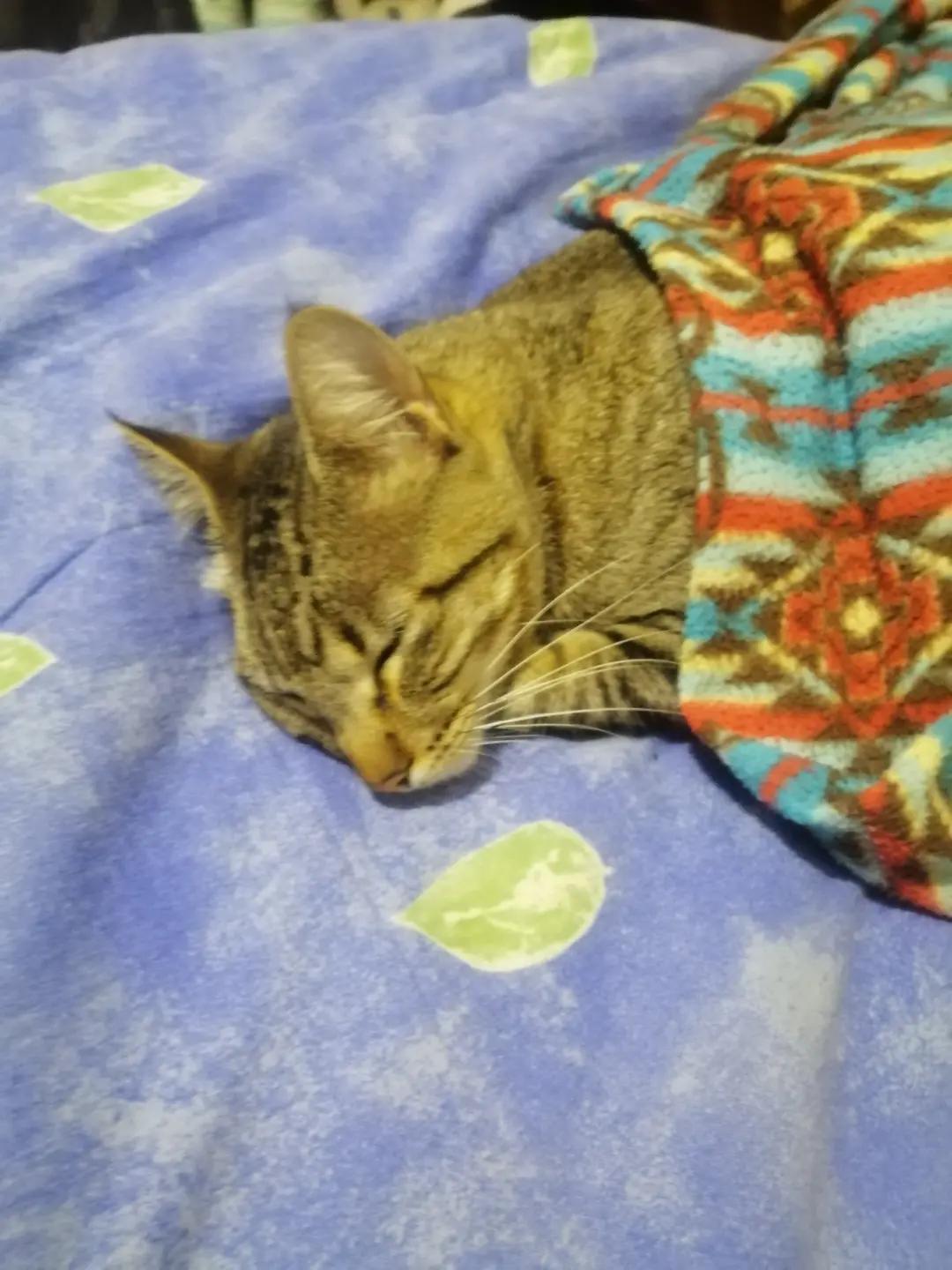 @paola cedeño