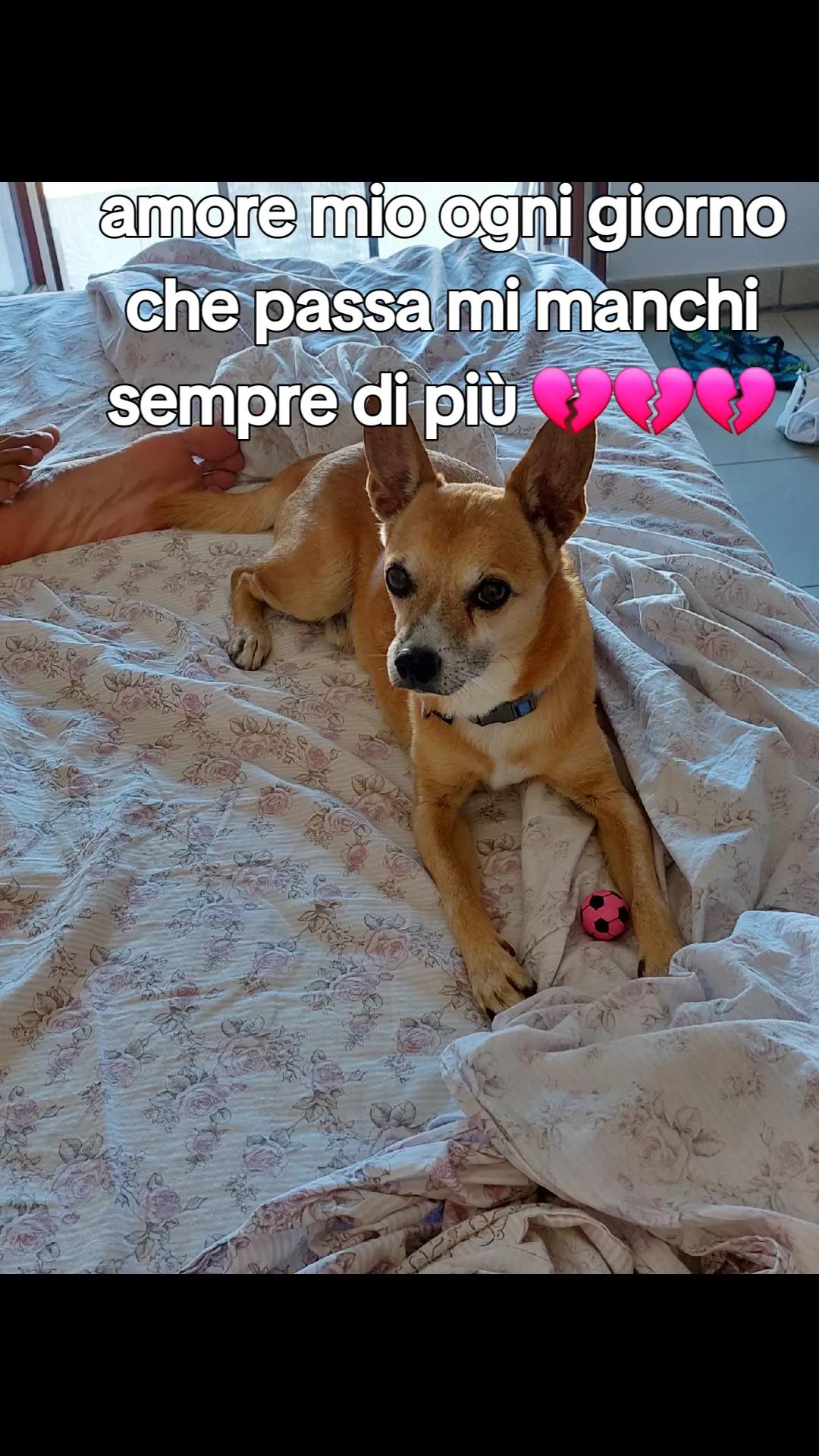 @Rosa Musumeci551