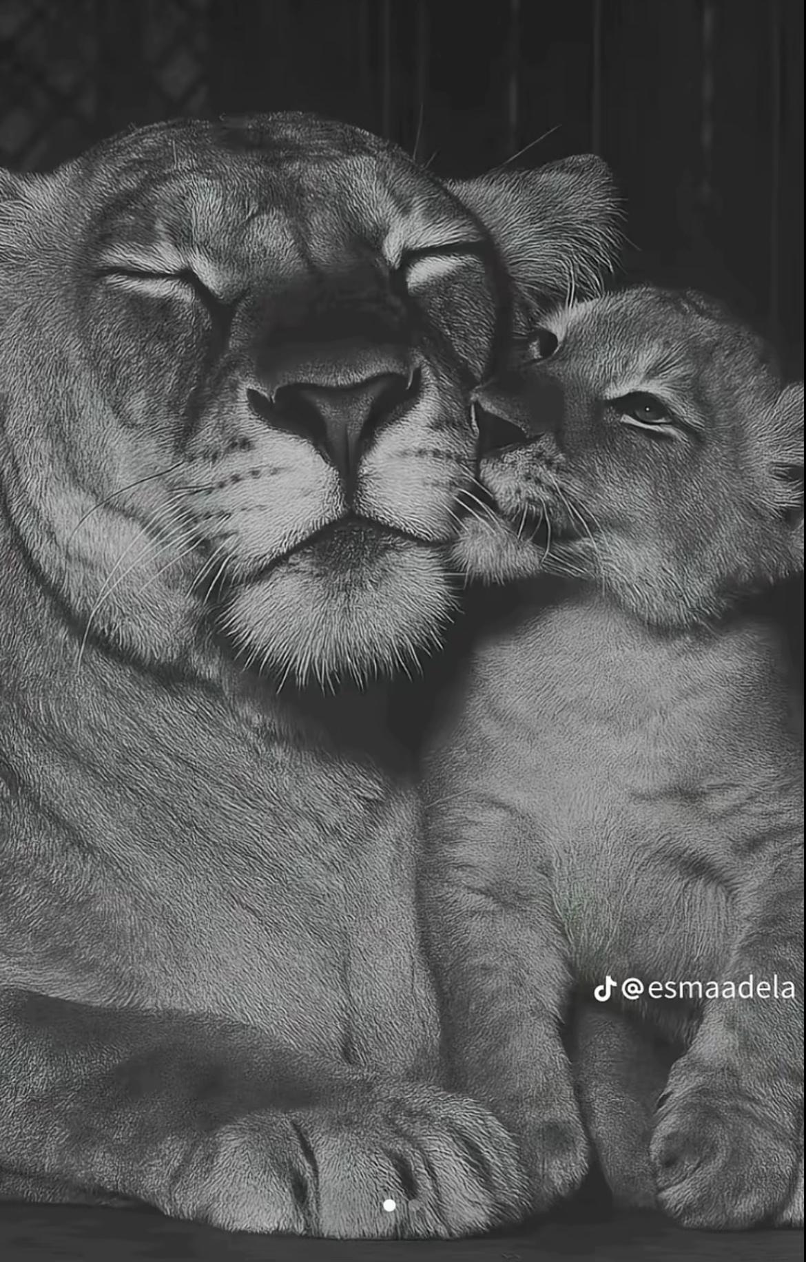 @𝐒𝐎𝐔𝐋𝐌𝐀𝐓𝐄𝐒 🐼♥️✨