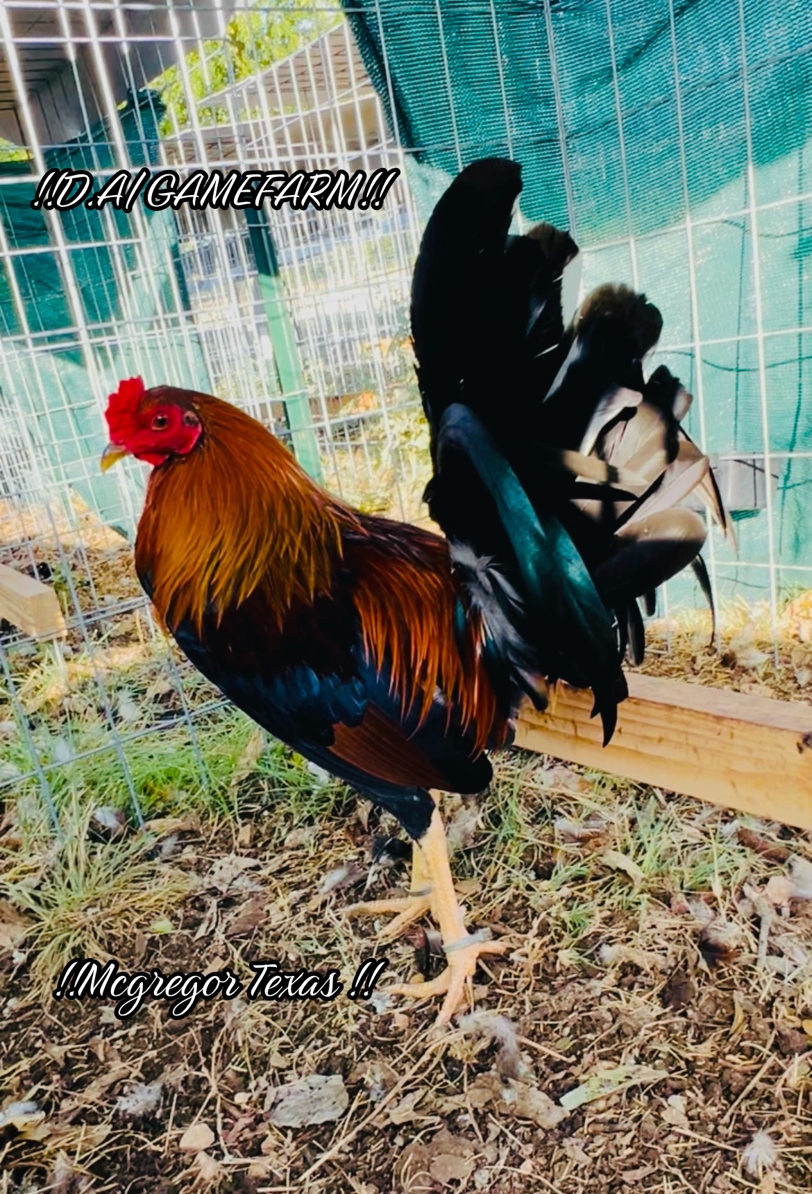 @DAgamefarm
