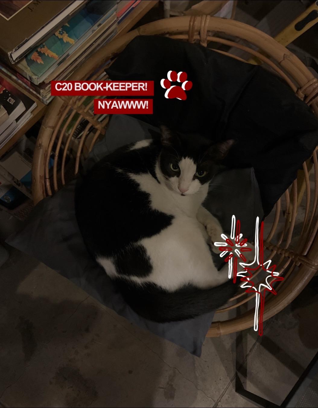 @catstrikedaily