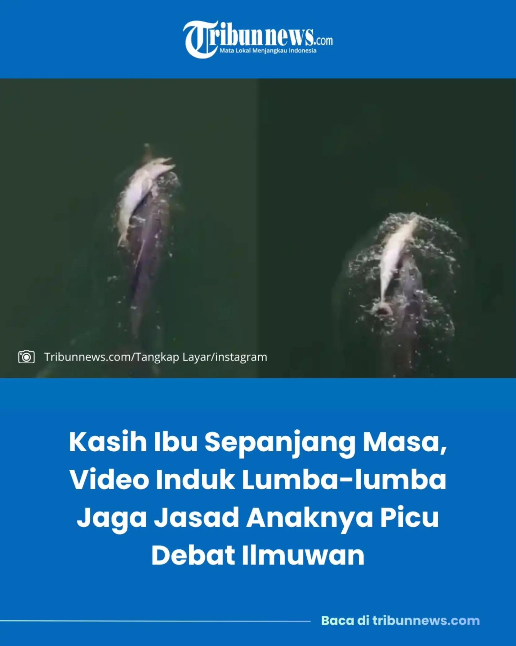 @Tribunnews