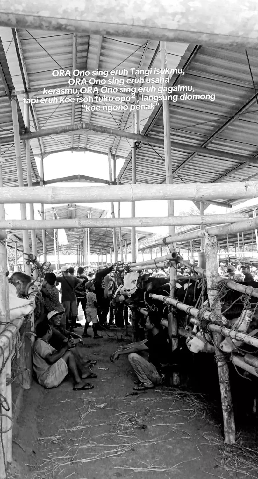 @lembu_simbah