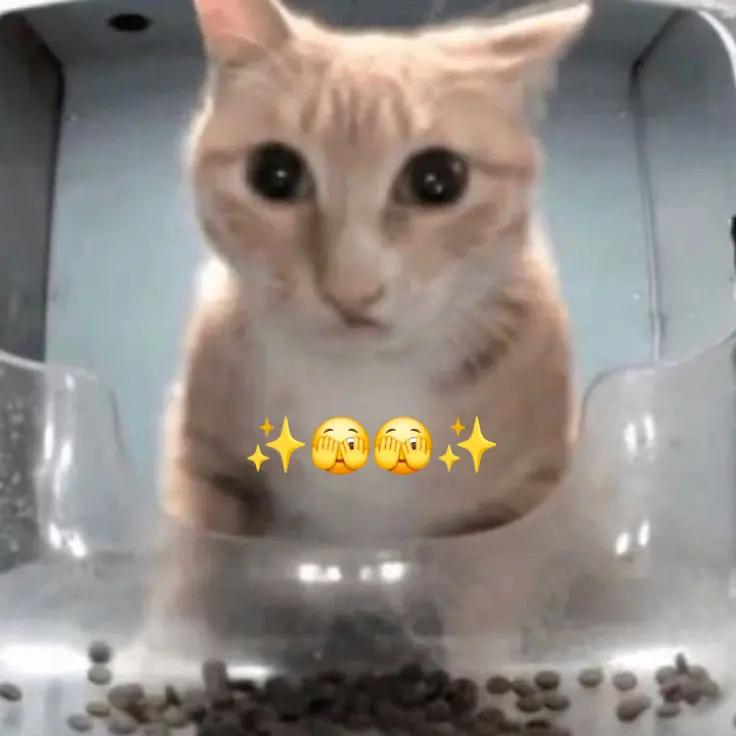 @🎧🎶✨️ ElCaTPana✨️🎶🤙