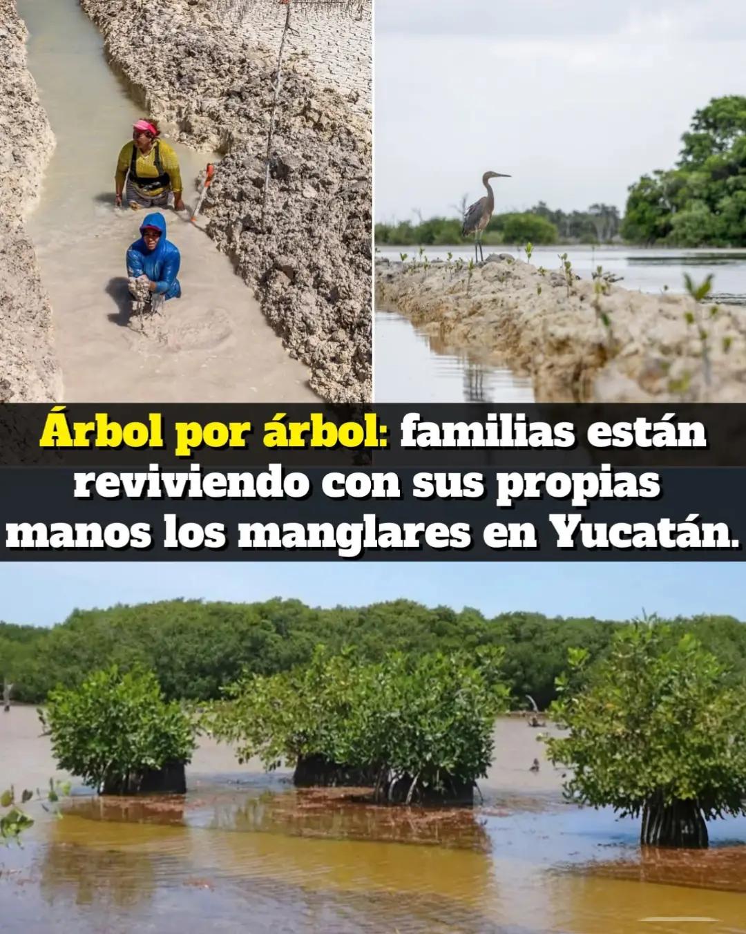 @La Banana Ambiental