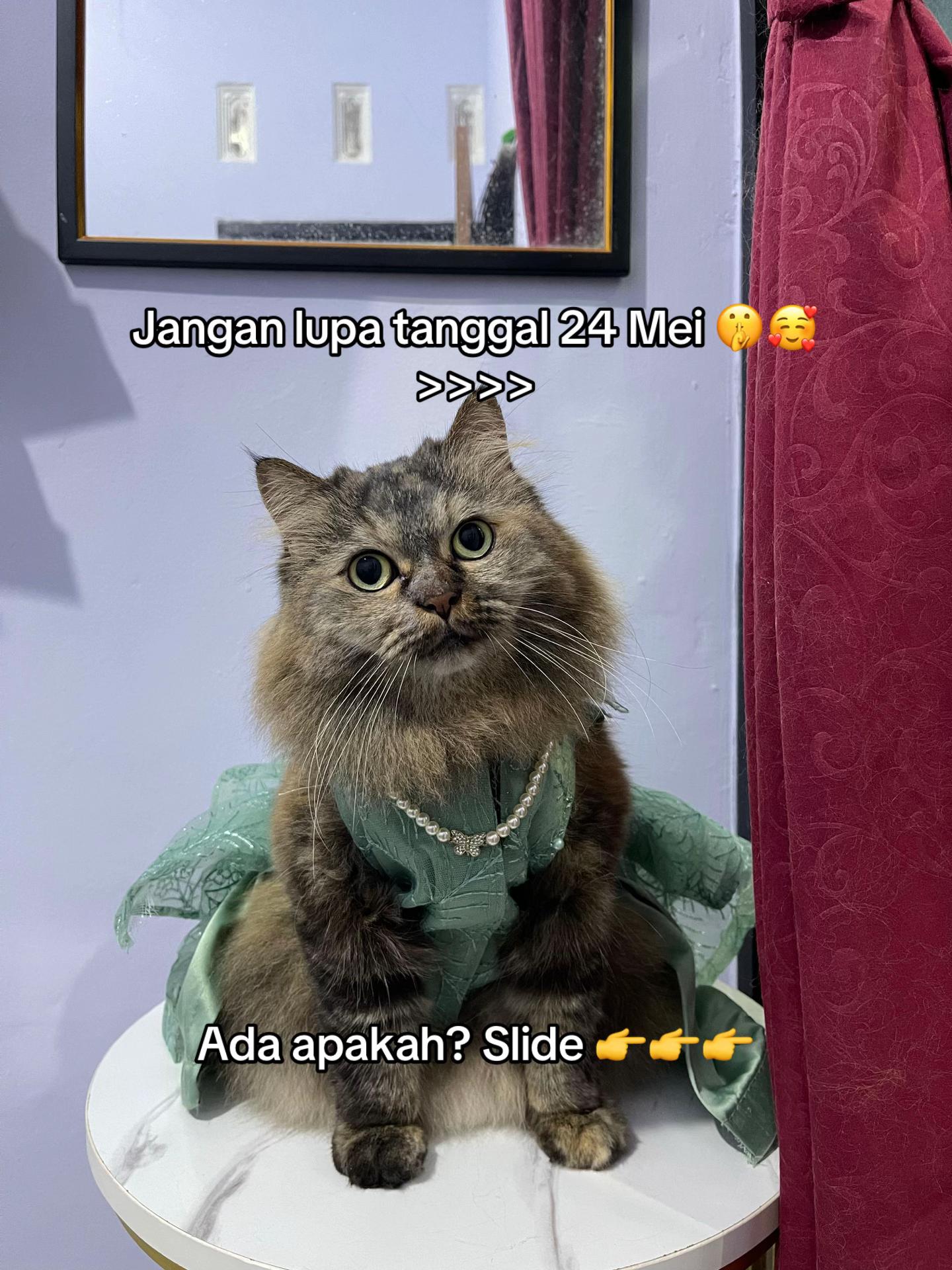 @ShepyCat🌻