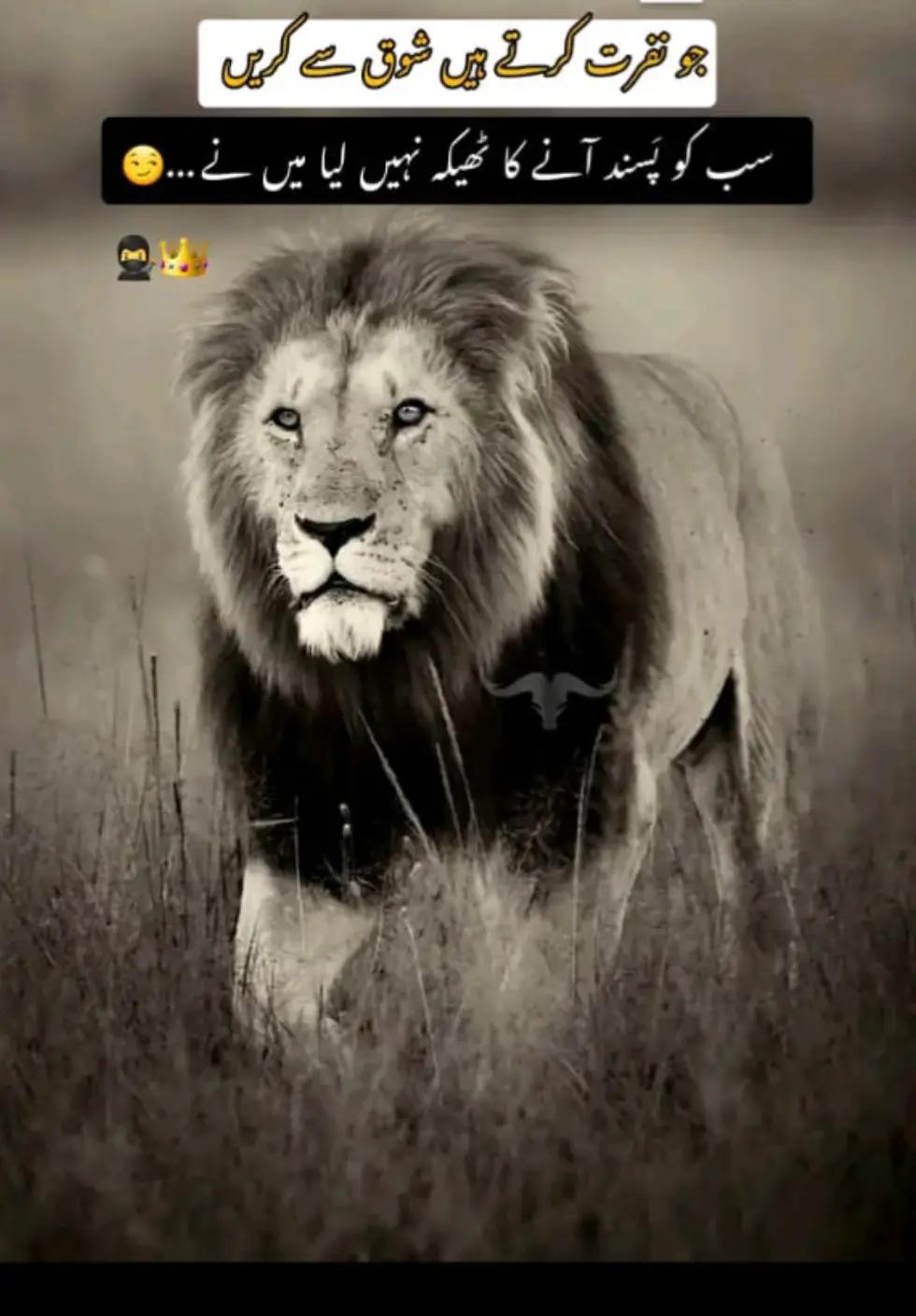 @AliHaider786🦁😎💫